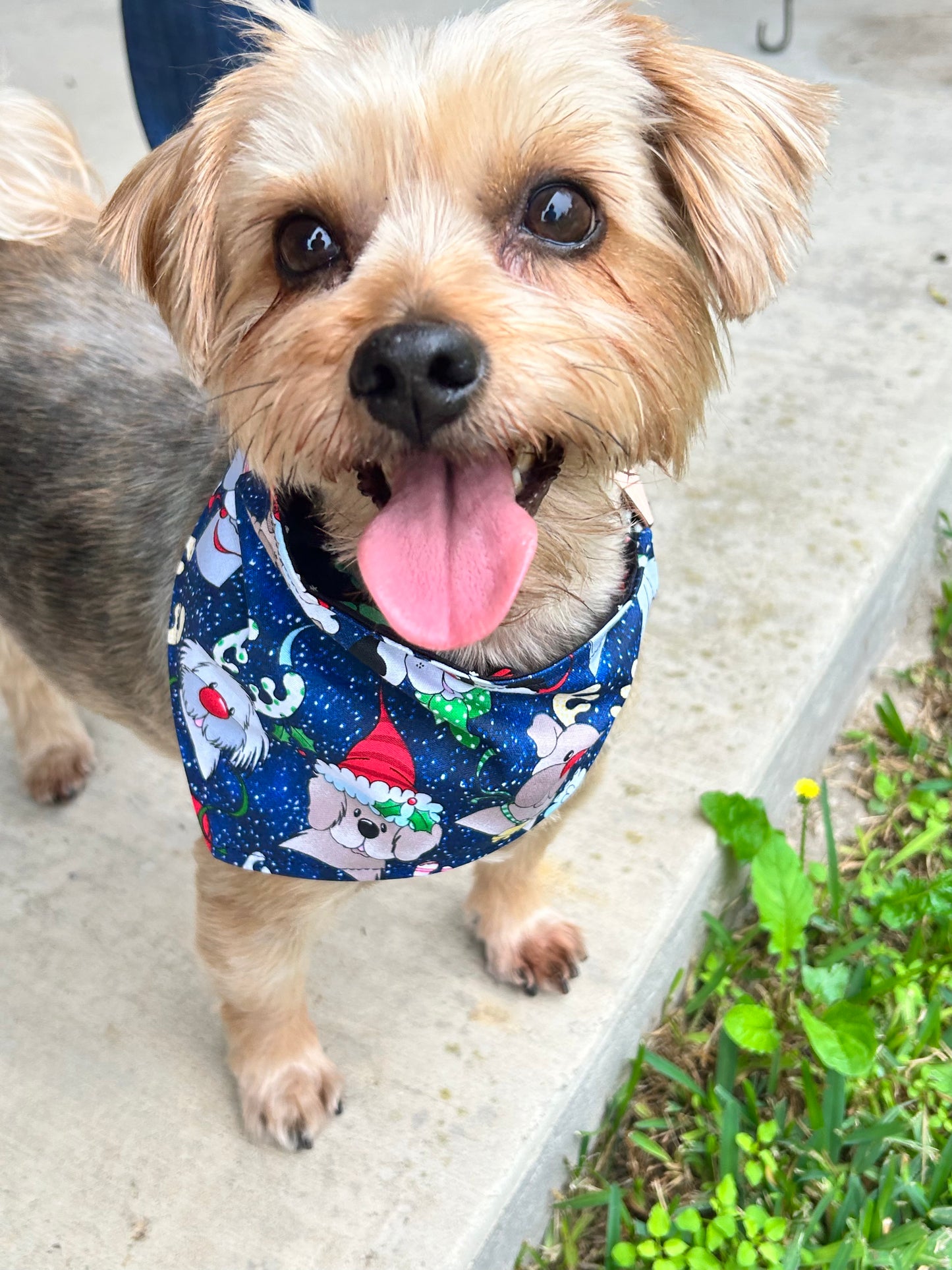 Santa Paws Reversible Over the Collar Bandana