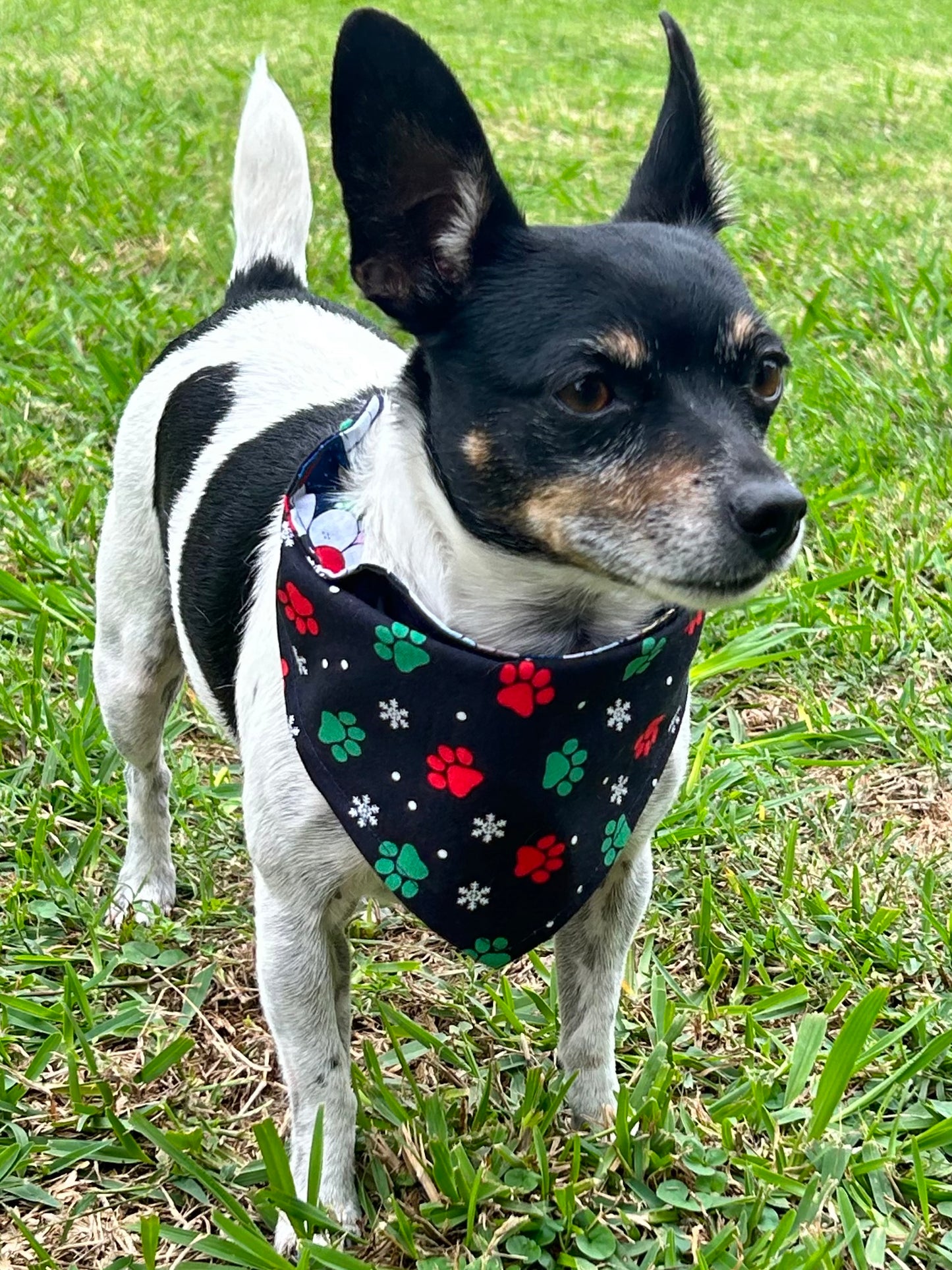 Santa Paws Reversible Over the Collar Bandana