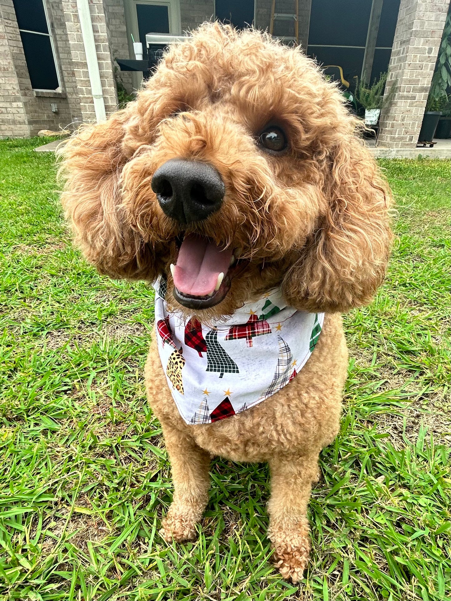 Plaid Pines Reversible Over the Collar Bandana