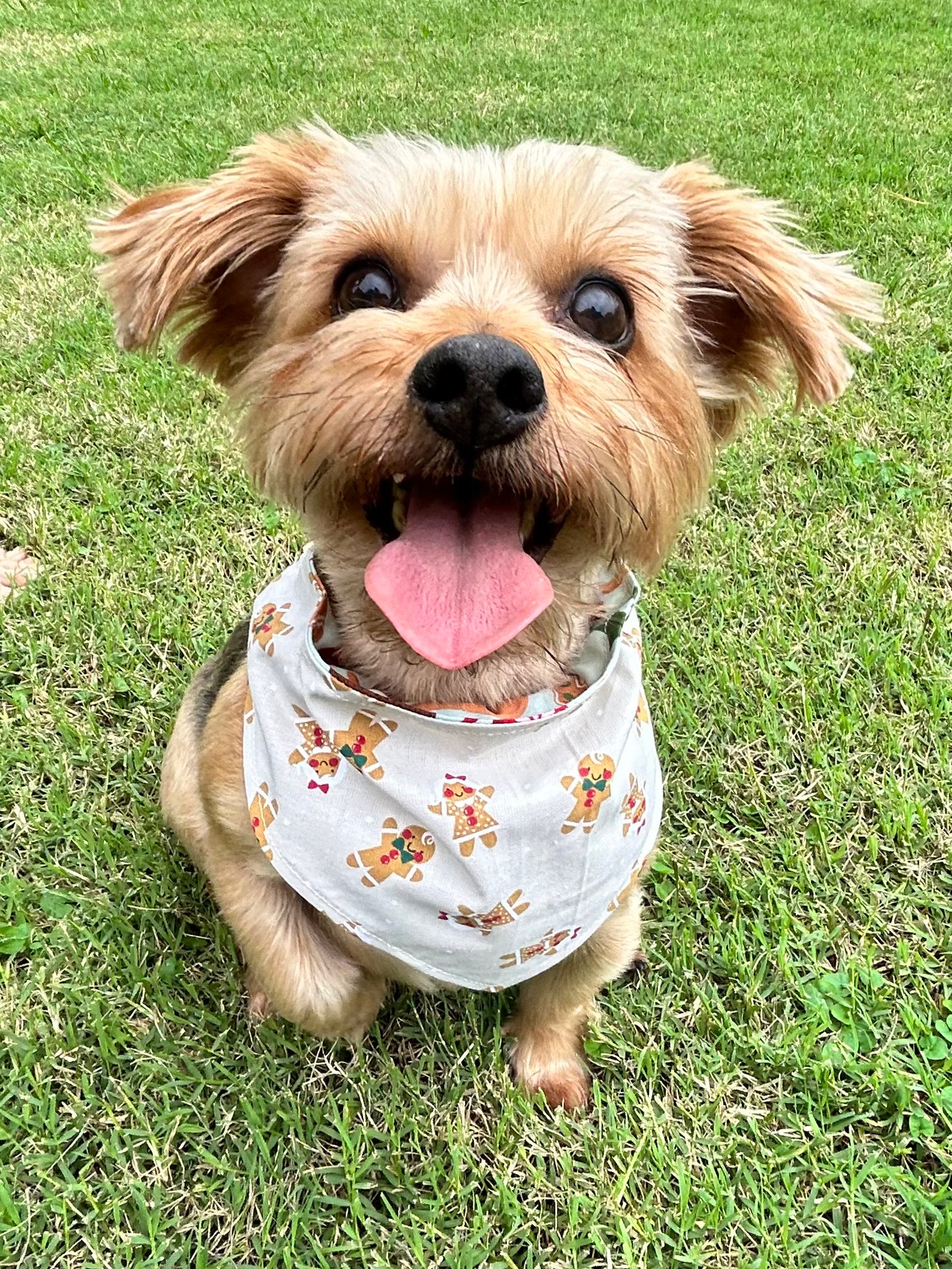 Baking Gingerbread Reversible Over the Collar Bandana
