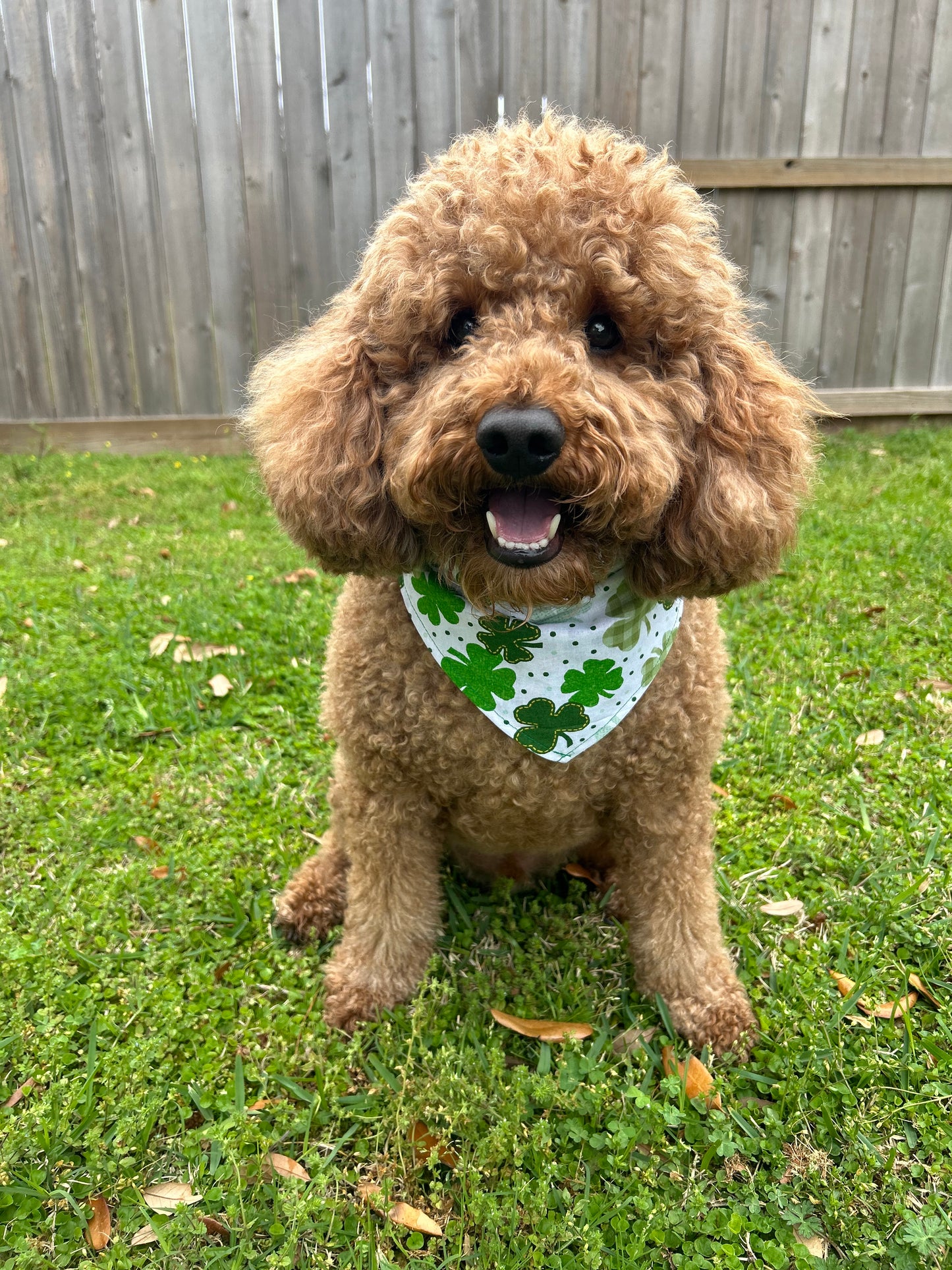 Pet Me I’m Irish