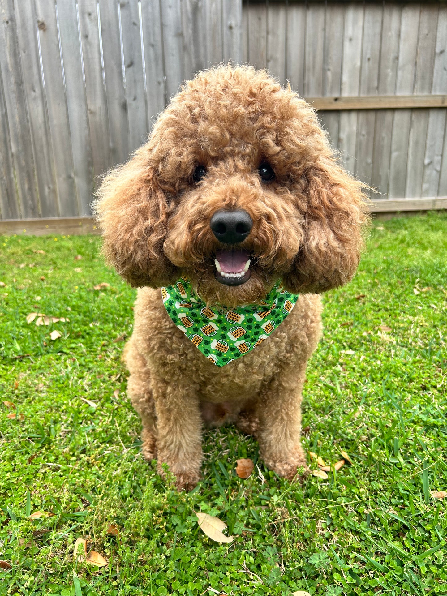 Pet Me I’m Irish