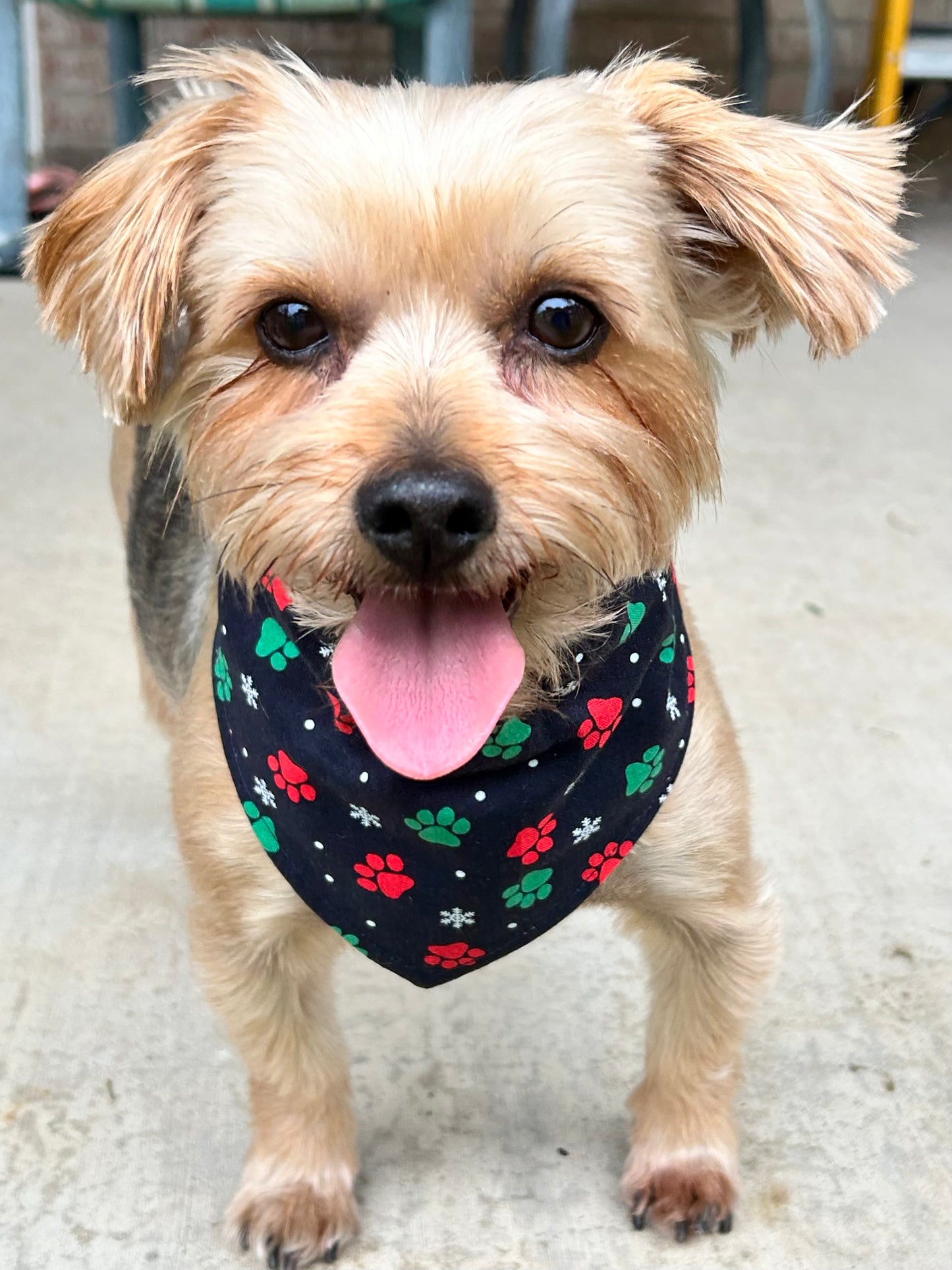 Santa Paws Reversible Over the Collar Bandana