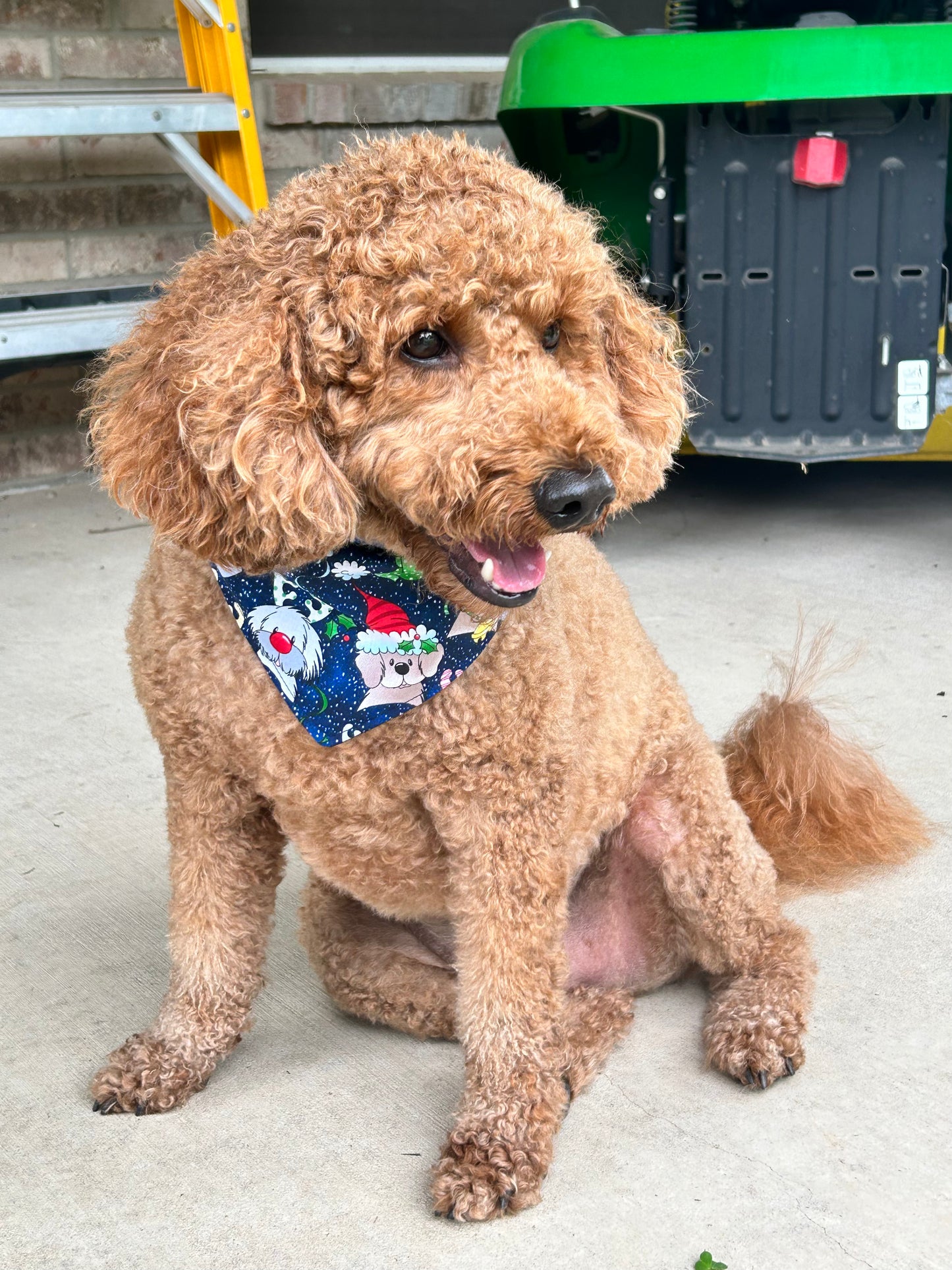 Santa Paws Reversible Over the Collar Bandana