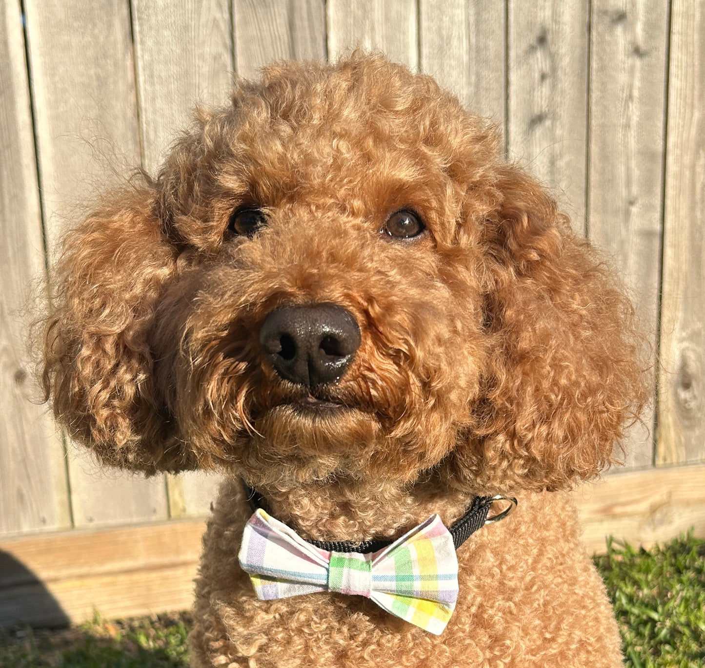 Spring Plaid Bowtie