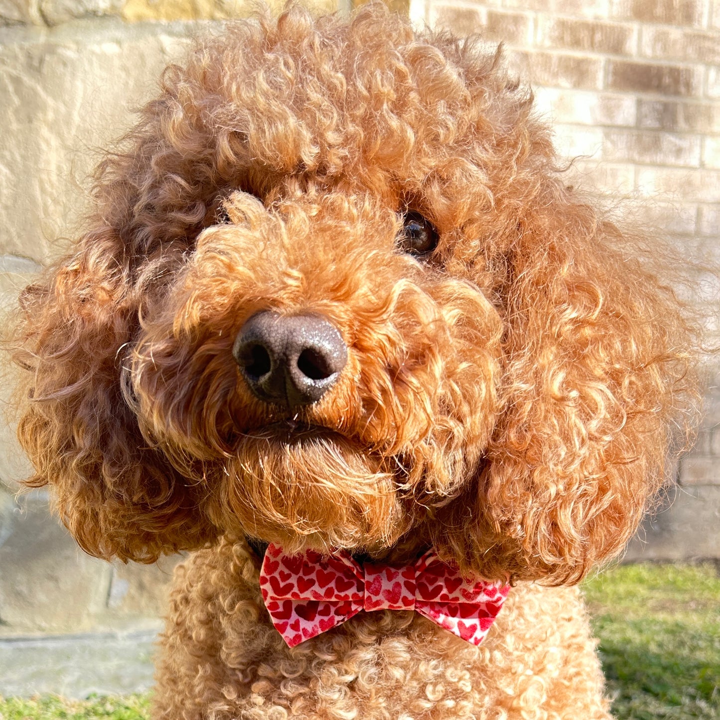 Sweetheart Bow Tie