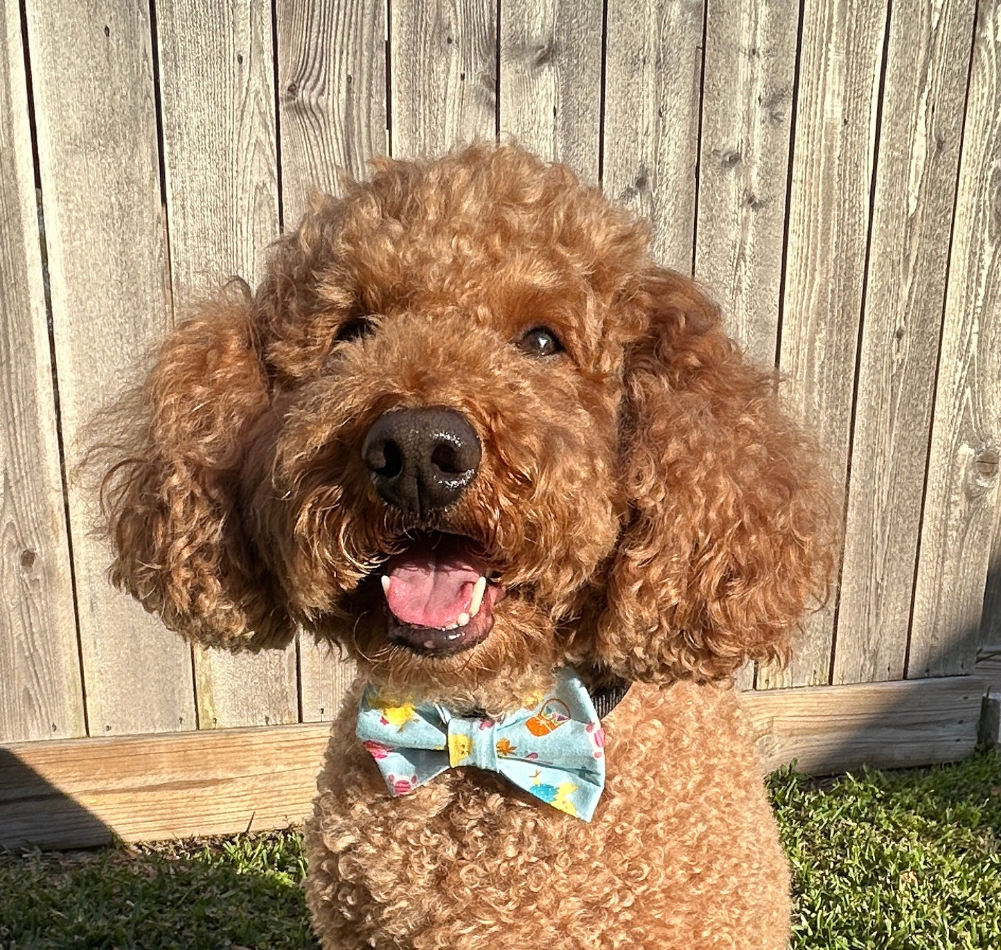 Hoppy Easter Bow tie