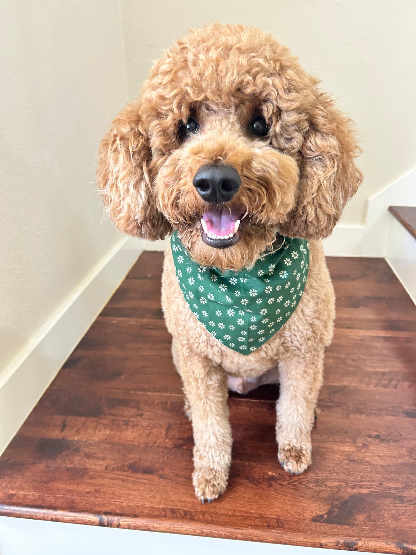 Flowering Ferns Reversible Over the Collar Bandana