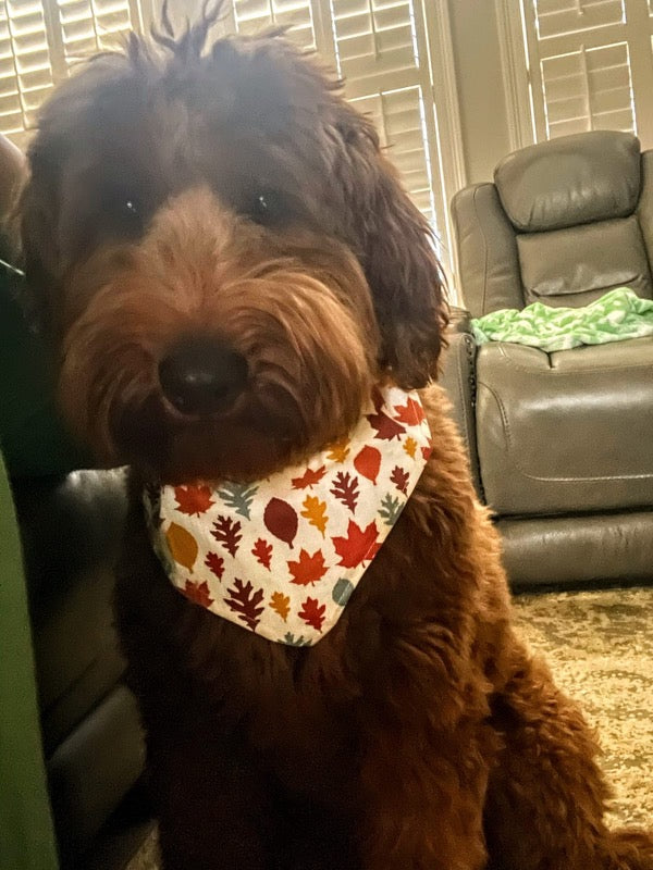 Fall Foliage Reversible Over the Collar Bandana