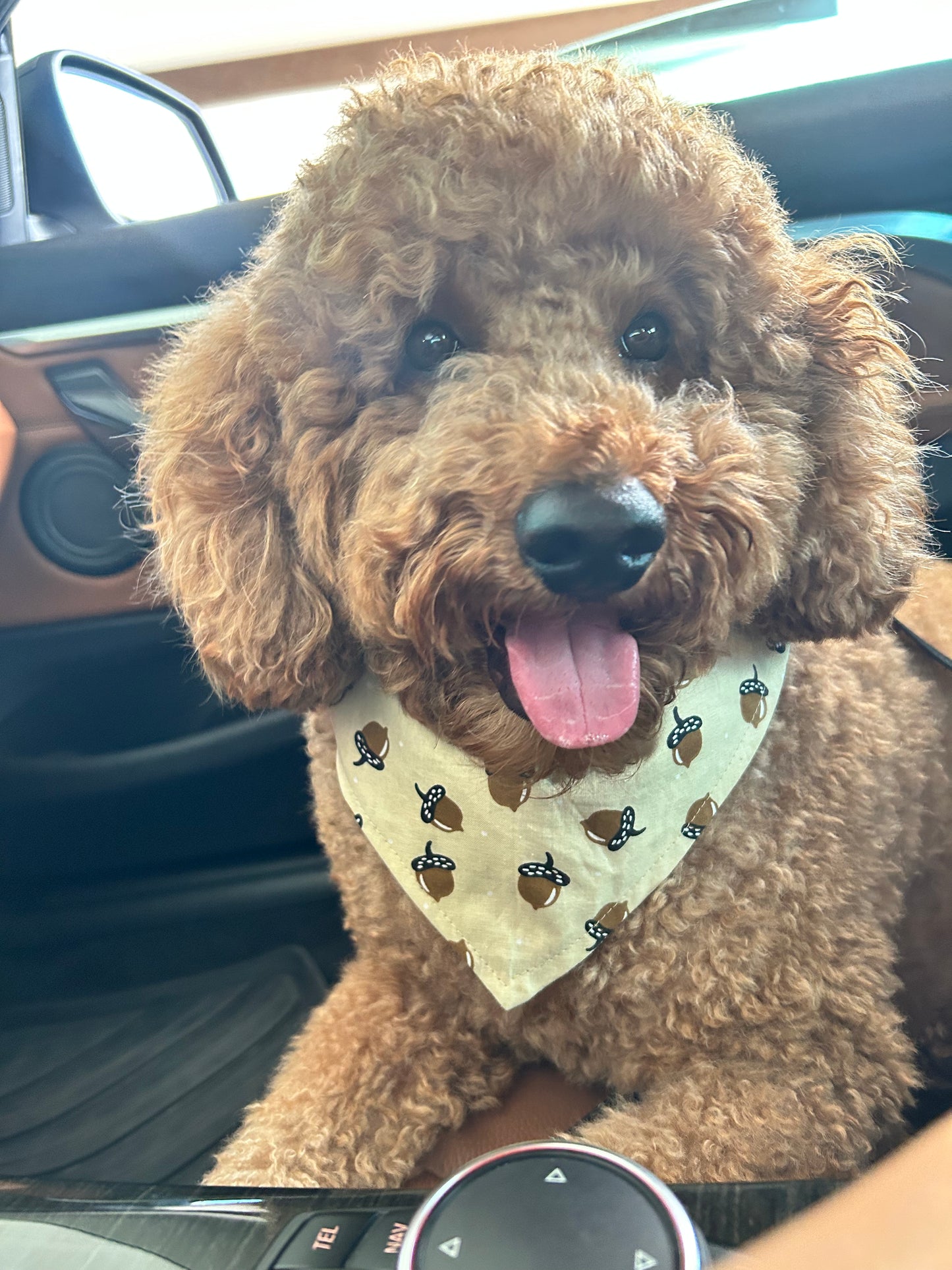 Pumpkins and Acorns Reversible Over the Collar Bandana