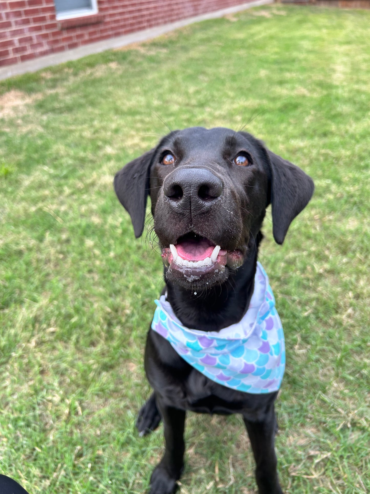 Mermaid Love Reversible Over the Collar Bandana