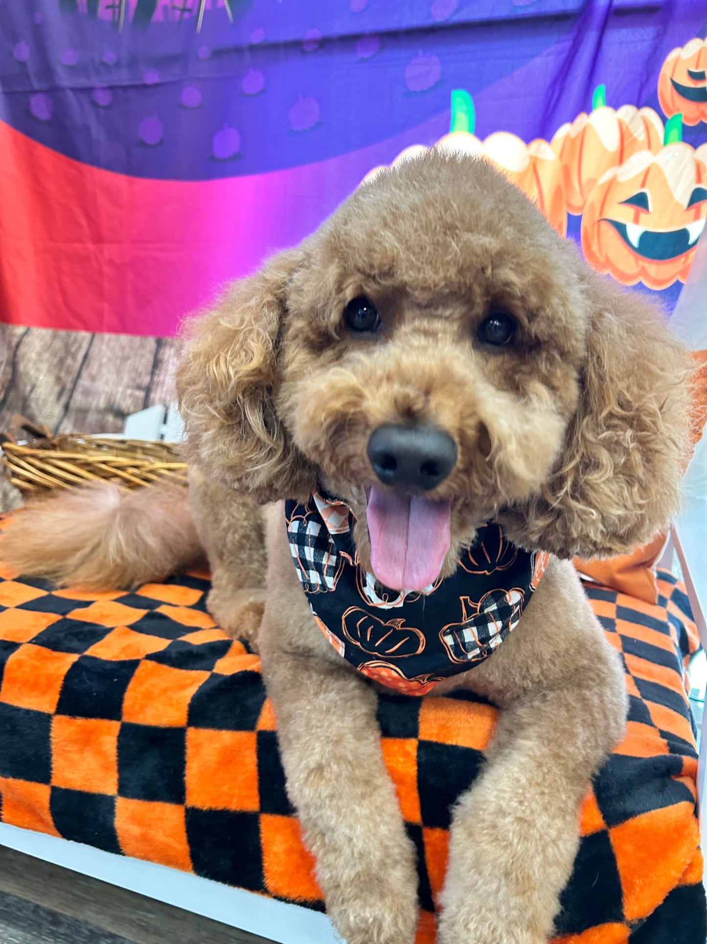 Plaid Pumpkins Reversible Over the Collar Bandana