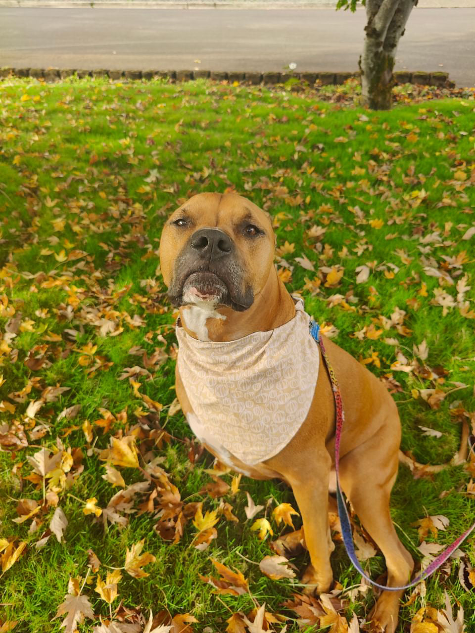 Pumpkins and Acorns Reversible Over the Collar Bandana