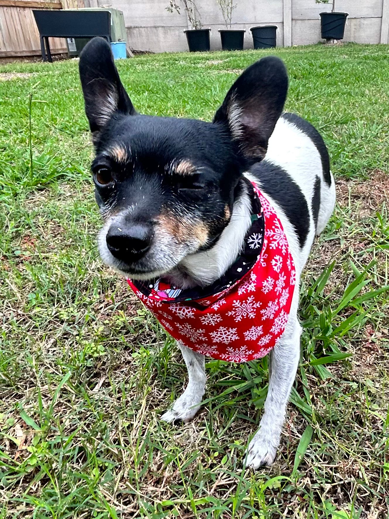 Snow Gnomes Reversible Over the Collar Bandana