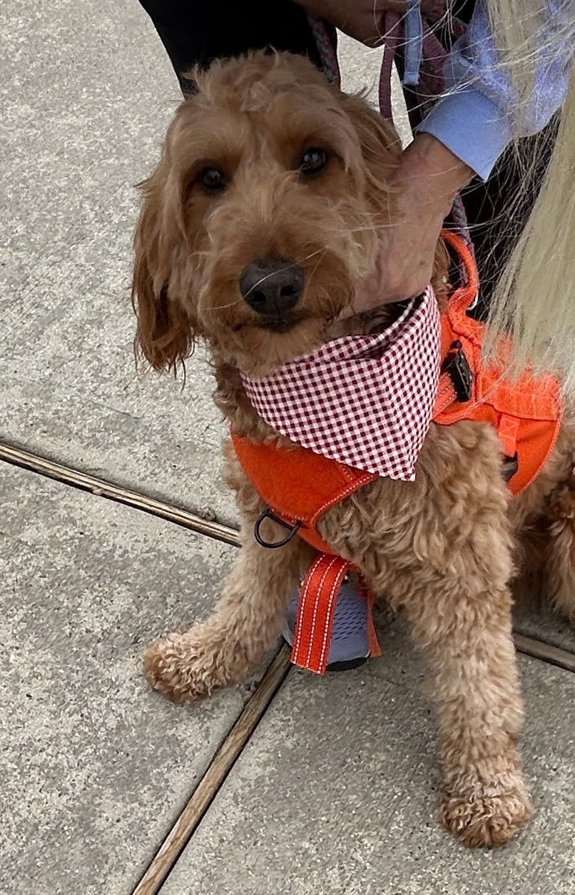 Gingham Sock Monkey Bandana