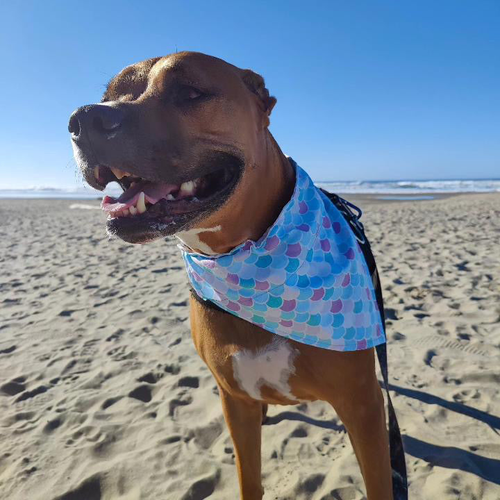 Mermaid Love Reversible Over the Collar Bandana