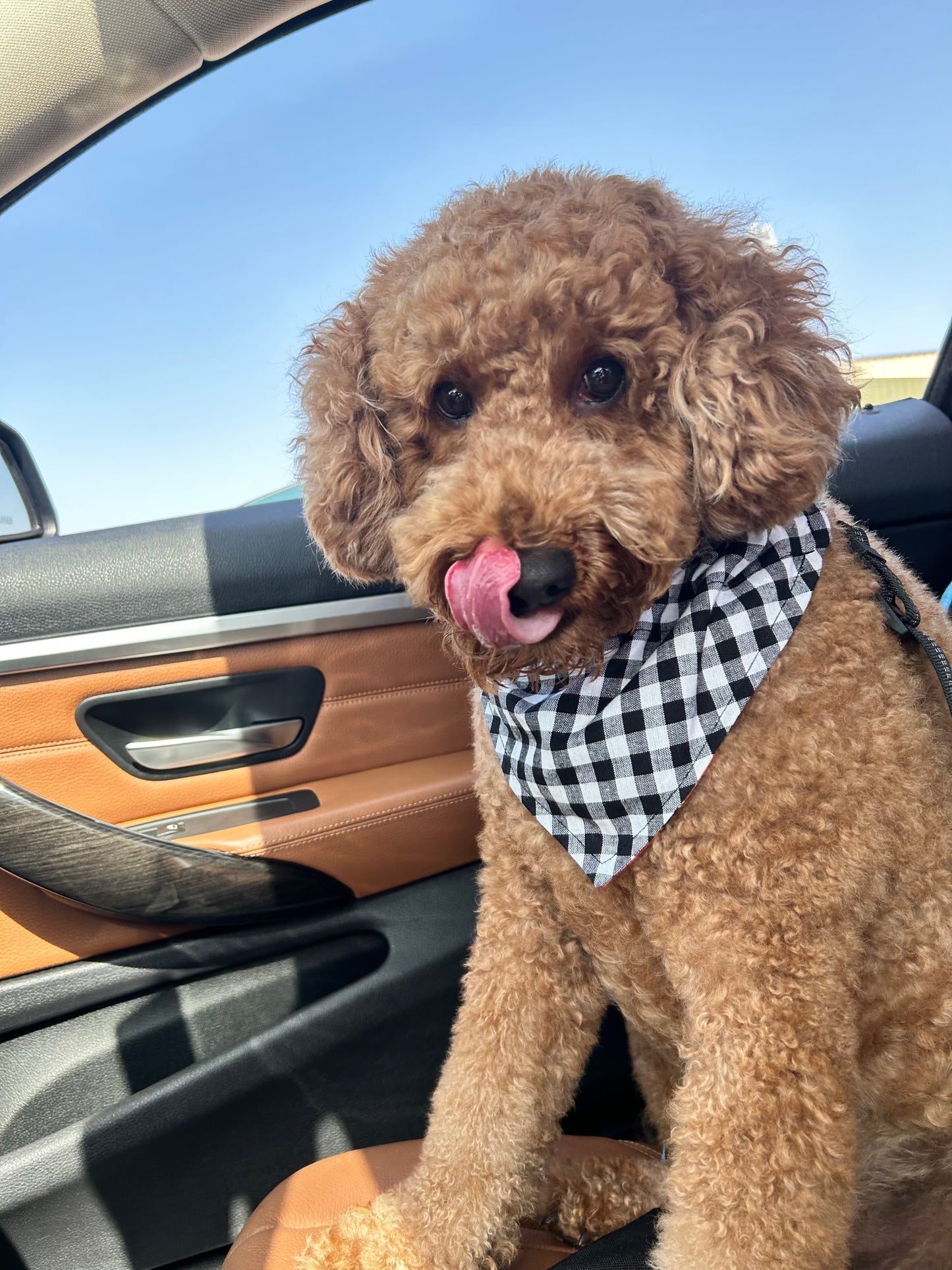 Plaid Pumpkins Reversible Over the Collar Bandana