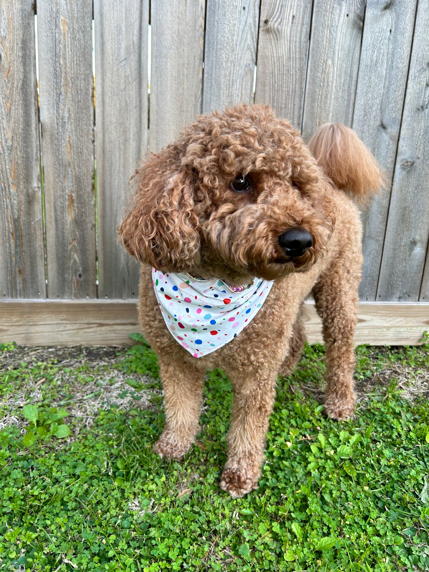 Spotted Mandala Reversible Over the Collar Bandana