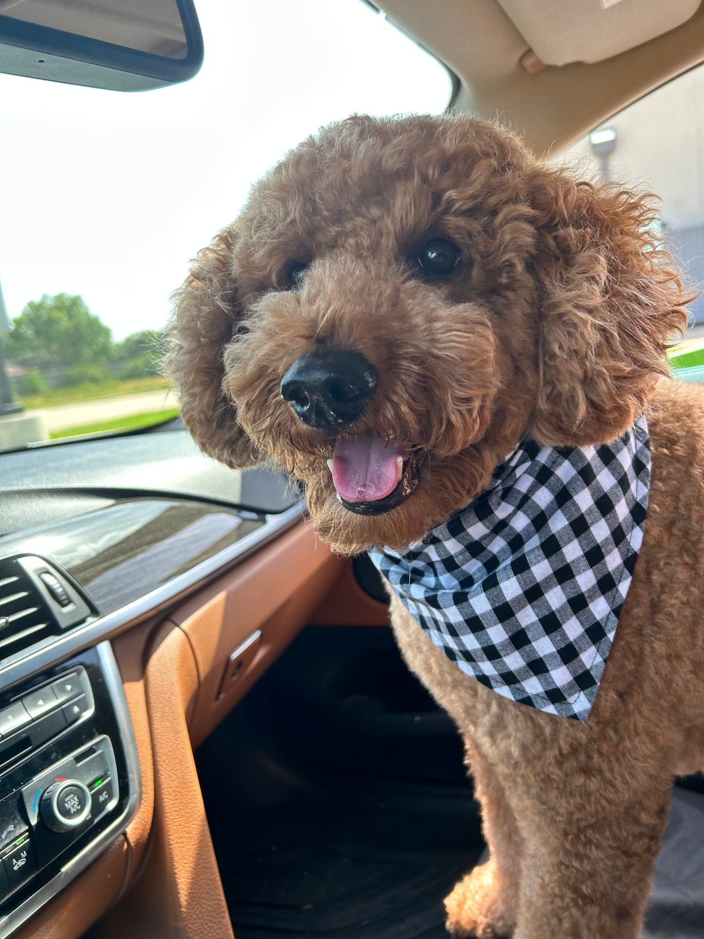 Plaid Pumpkins Reversible Over the Collar Bandana