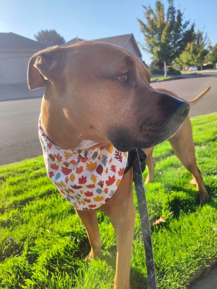 Fall Foliage Reversible Over the Collar Bandana