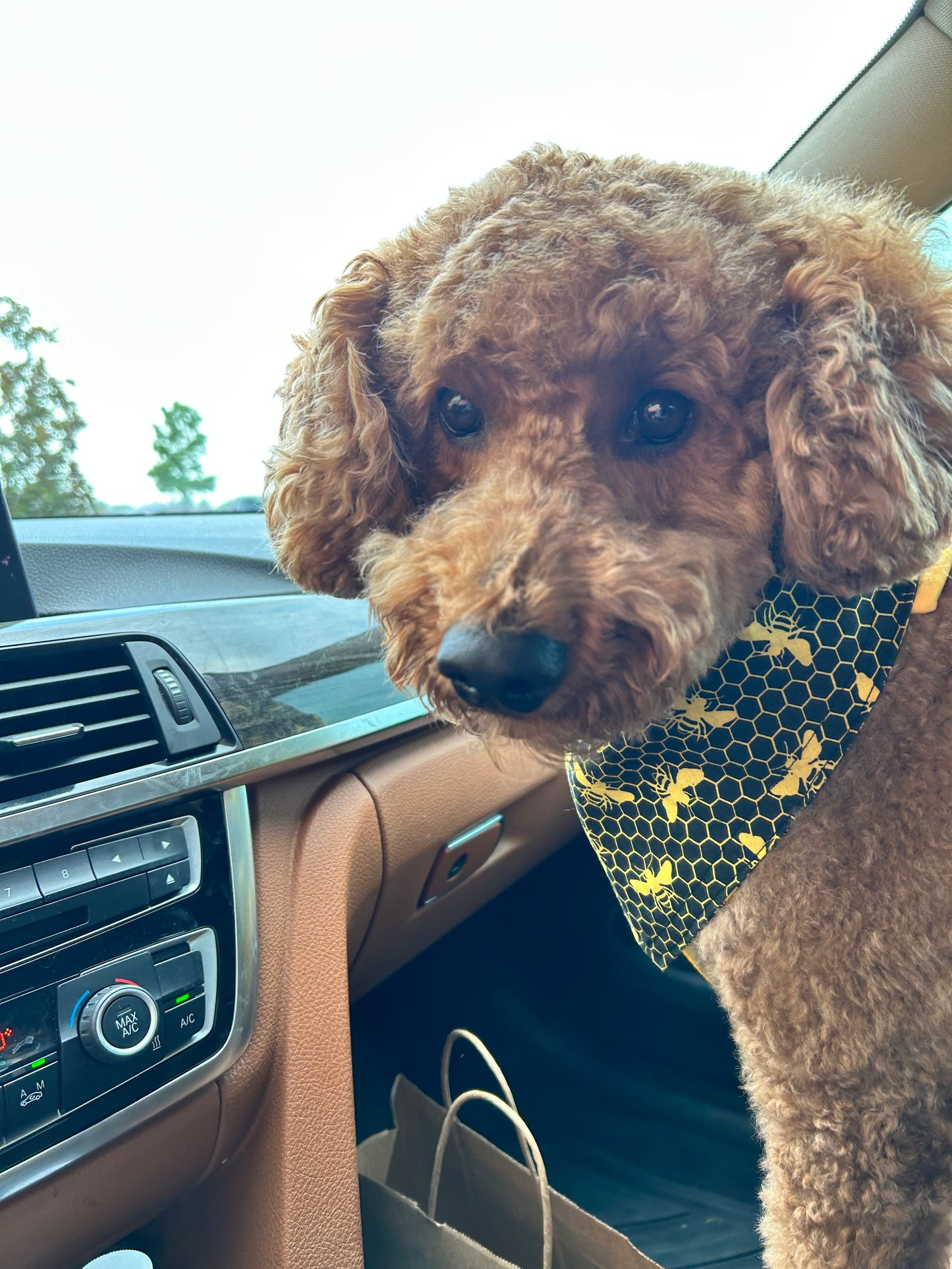 Busy Bees Reversible Over the Collar Bandana