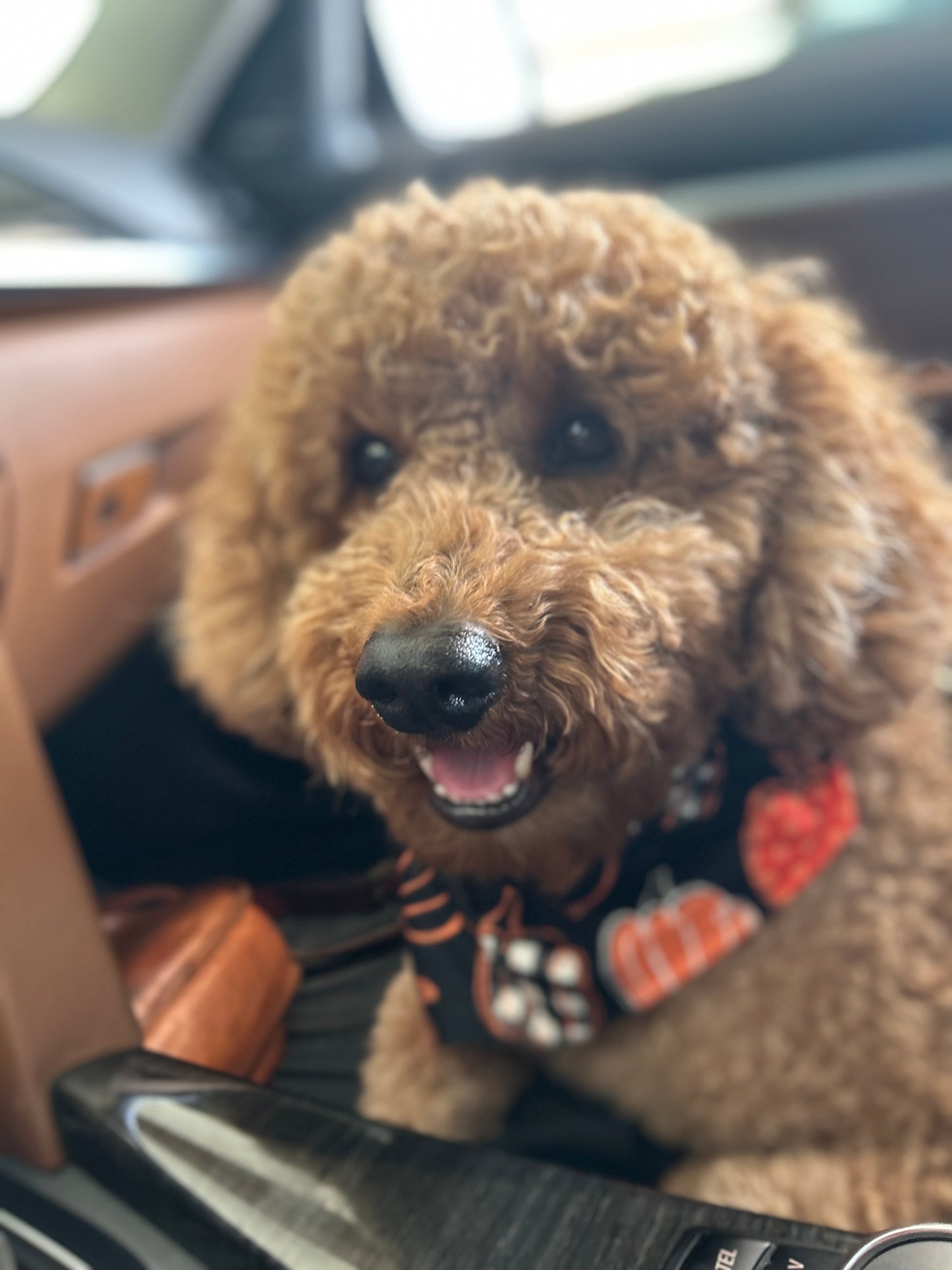 Plaid Pumpkins Reversible Over the Collar Bandana