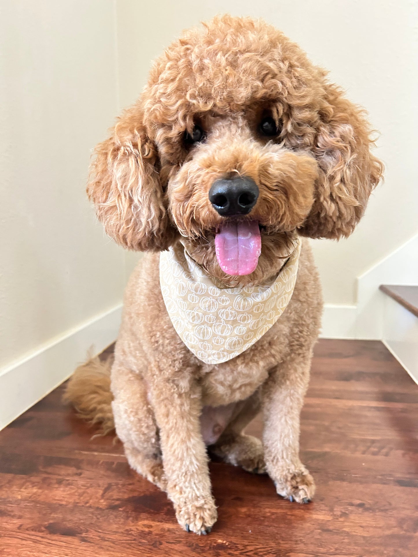 Pumpkins and Acorns Reversible Over the Collar Bandana