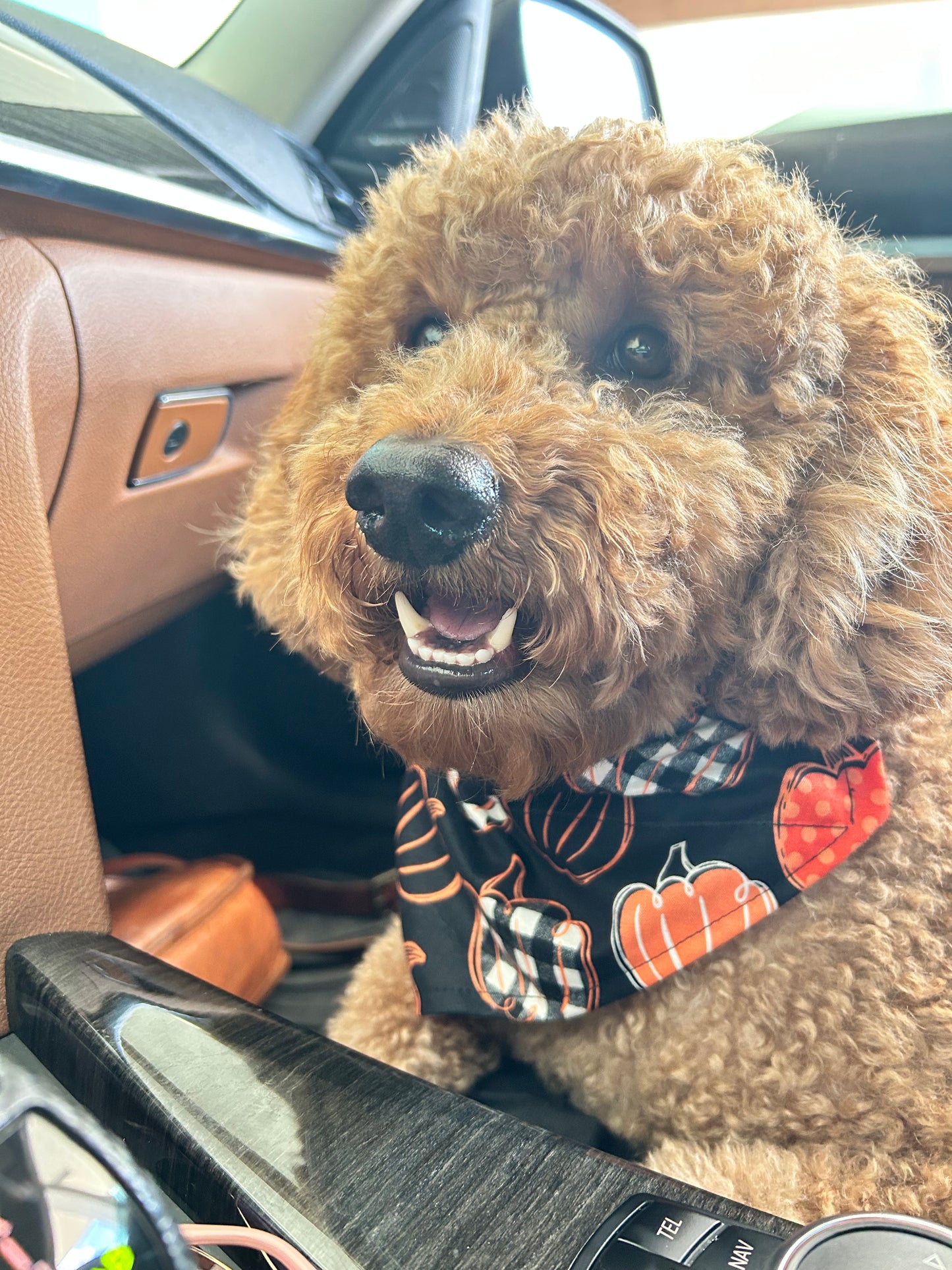 Plaid Pumpkins Reversible Over the Collar Bandana