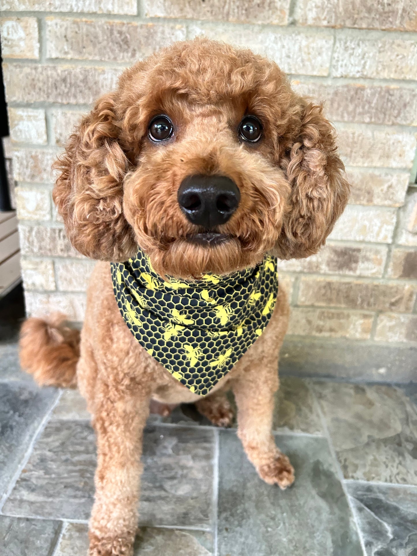 Busy Bees Reversible Over the Collar Bandana