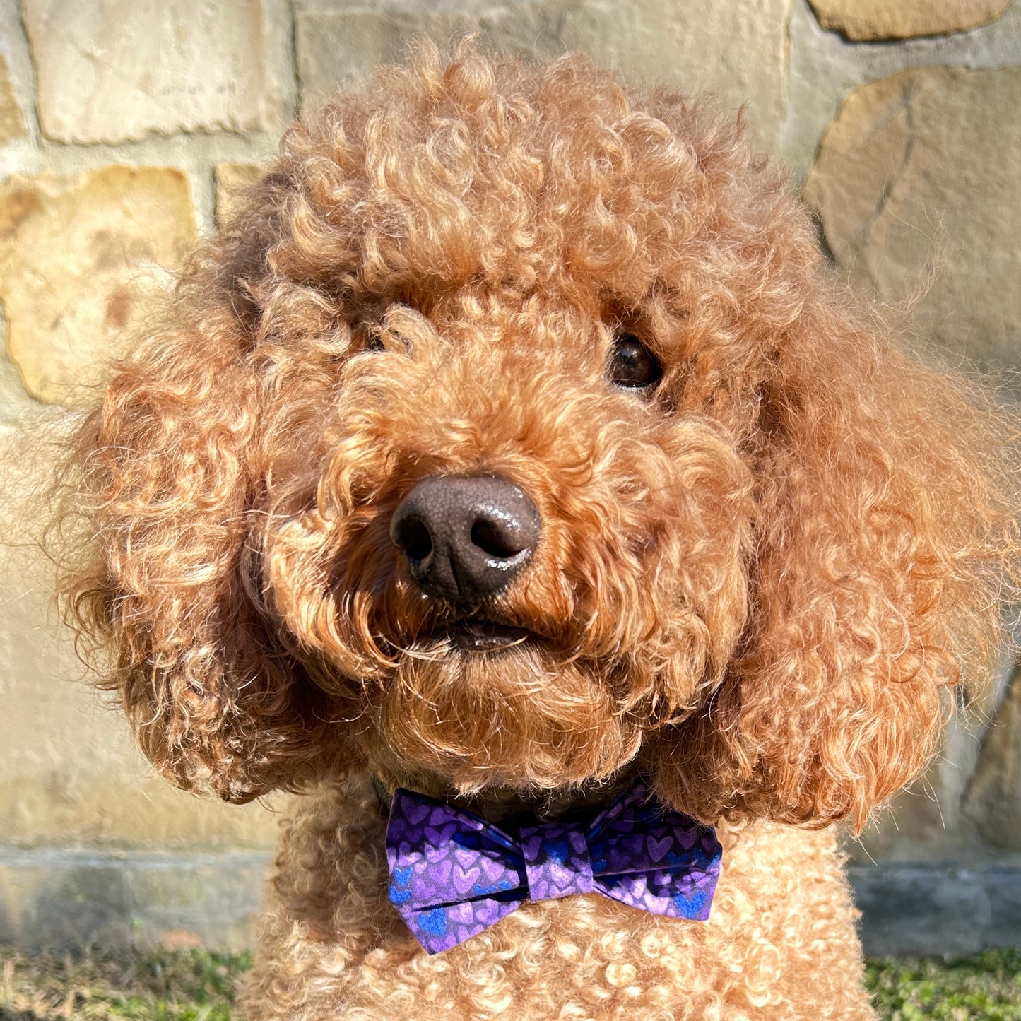 Heart Breaker Bow Tie